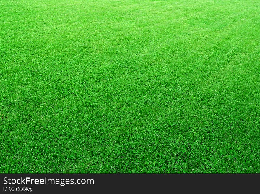 Close-up image of fresh spring green grass. Close-up image of fresh spring green grass