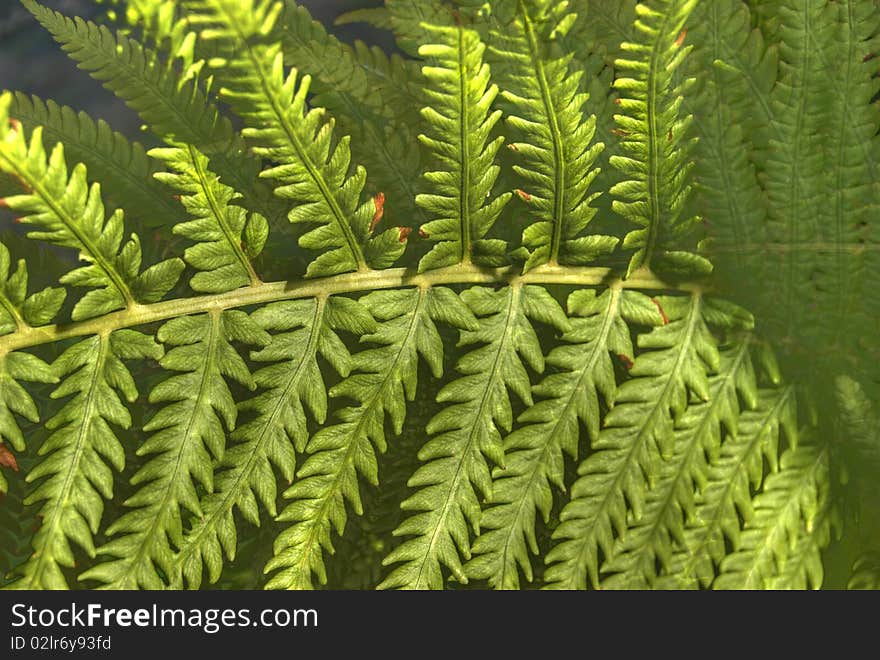 Fresh and green native fern leafs at summer forest