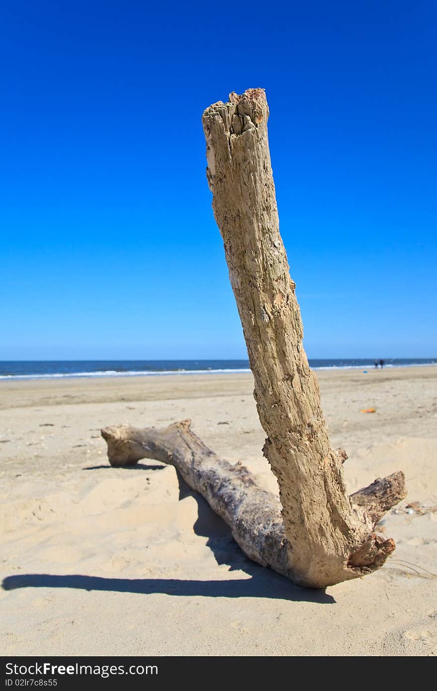 Branch of a tree on the beach on a sunny day