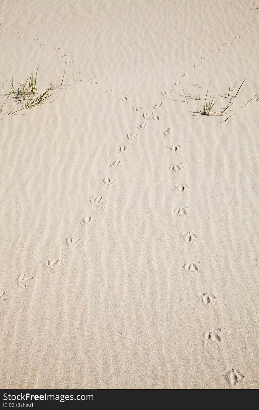 Tracks of a bird in the sand of the dunes. Tracks of a bird in the sand of the dunes