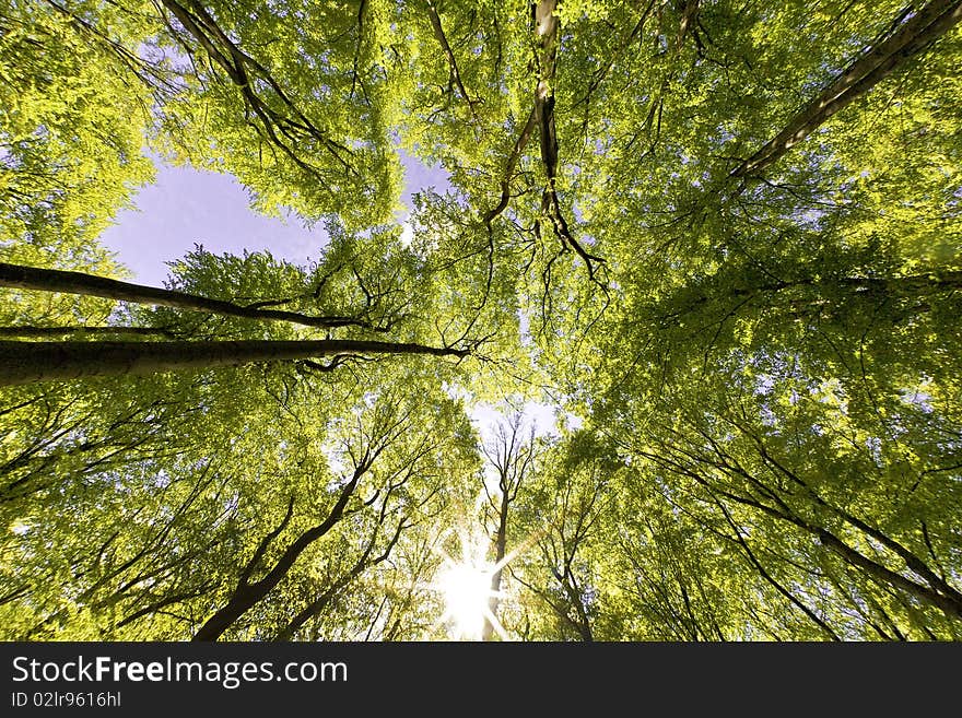 Tree canopy in spring time