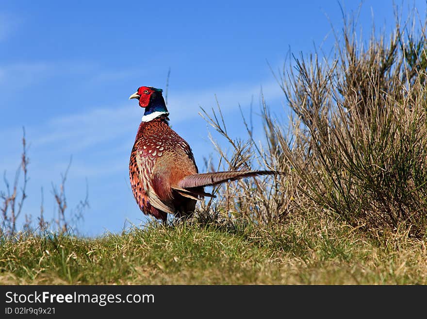 Pheasant male bird in a dunes landscape. Pheasant male bird in a dunes landscape