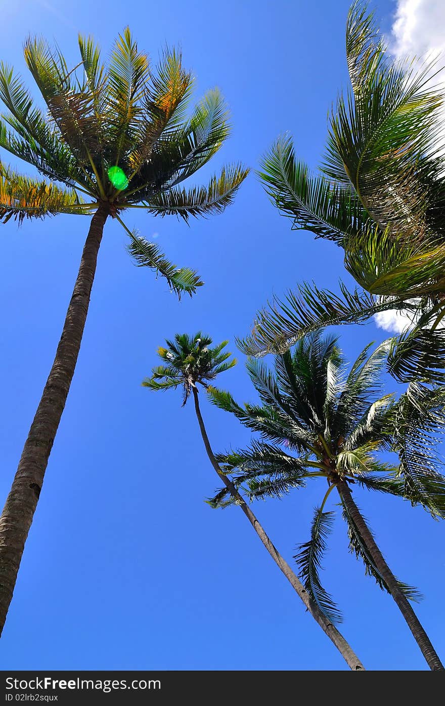 Coconut trees on a tropical island