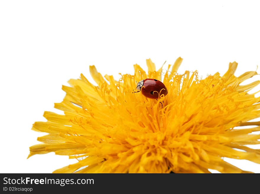 Ladybug on flower over white background