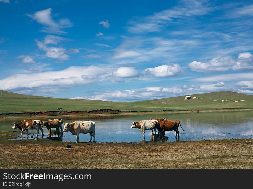 Cows on green field