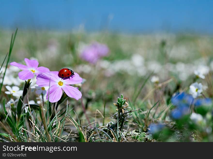 Ladybug on flower in meadow