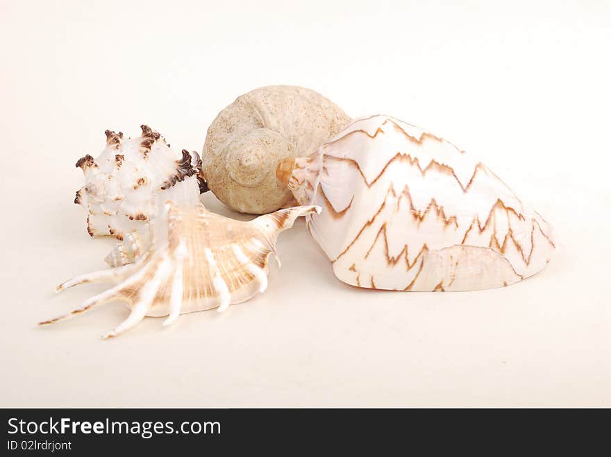 Sea shell with reflection against white background