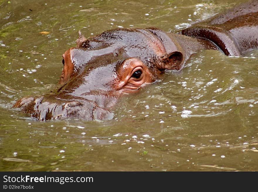 Hippopotamus 2