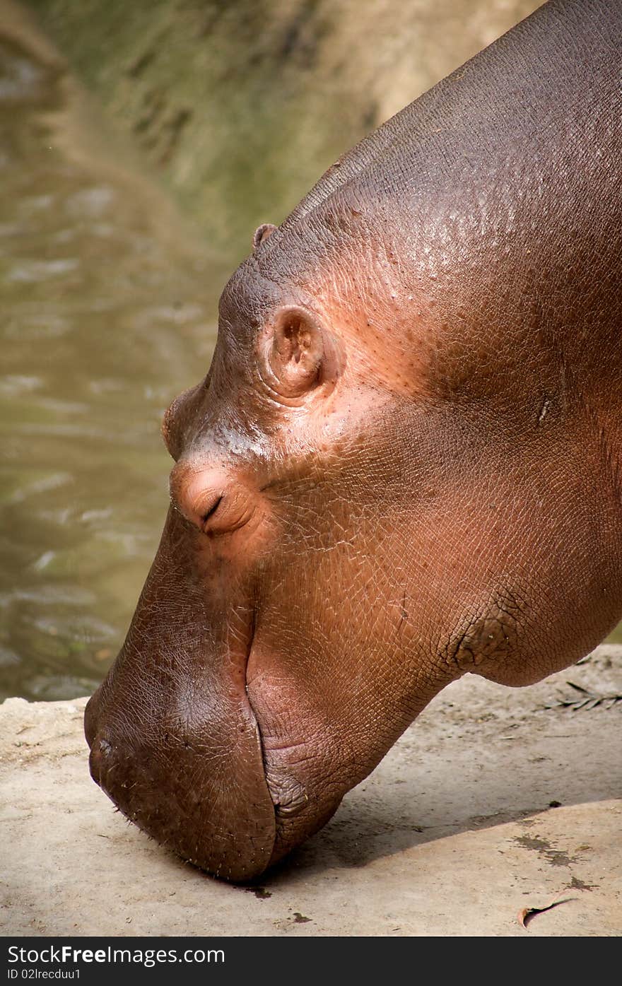 Hippopotamus 3