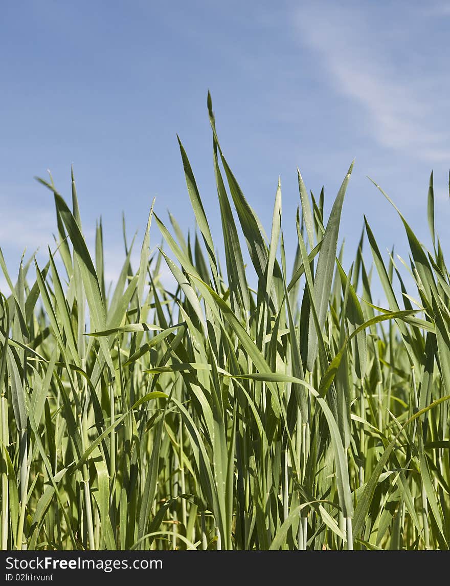 Green Field with blue sky