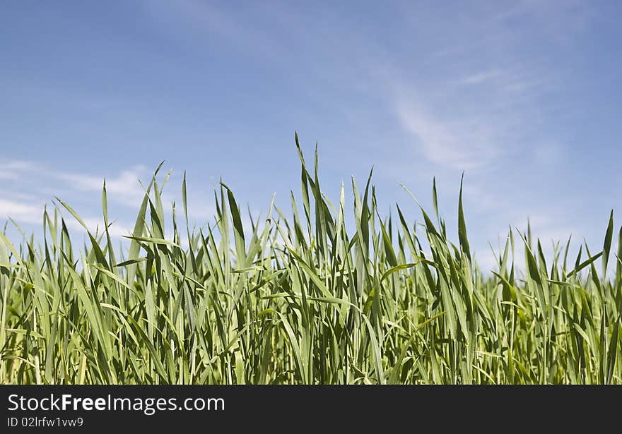 Green Field with Blue sky