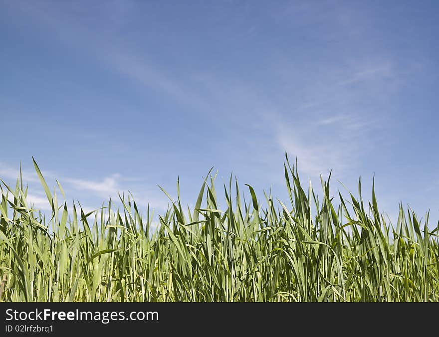 Green Field with Blue sky