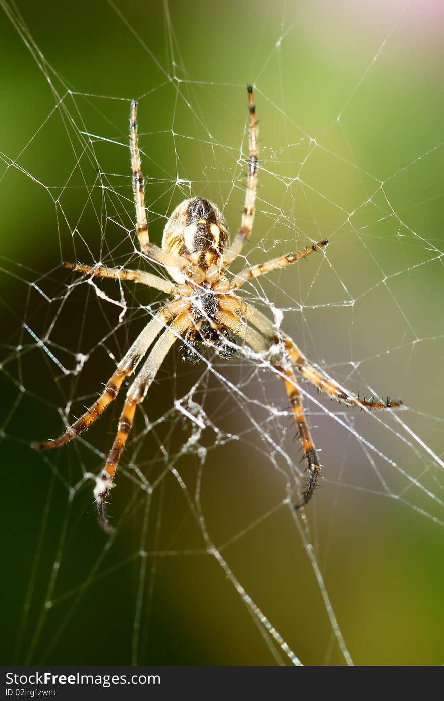 Spider is in its web to rest. Spider is in its web to rest