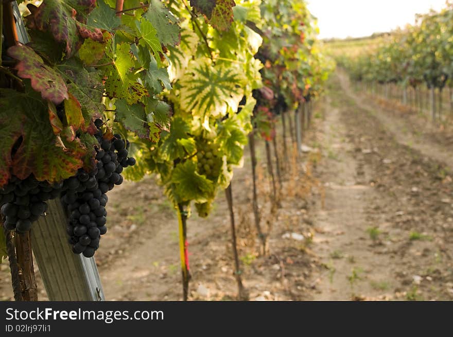 Fresh Red And White Grapes