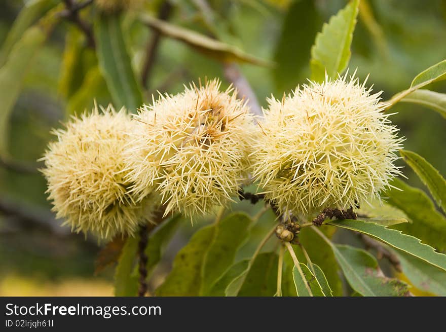 Fresh organic chestnuts in their protective shell