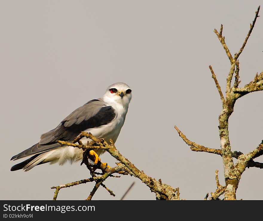 A Black-shouldered Kite perching on a dry tree at Tsavo West national park in Kenya.