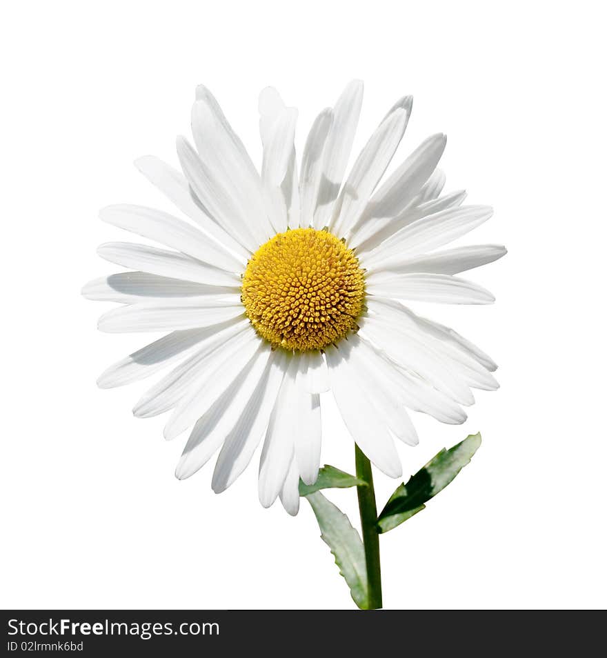 Camomiles on a white background