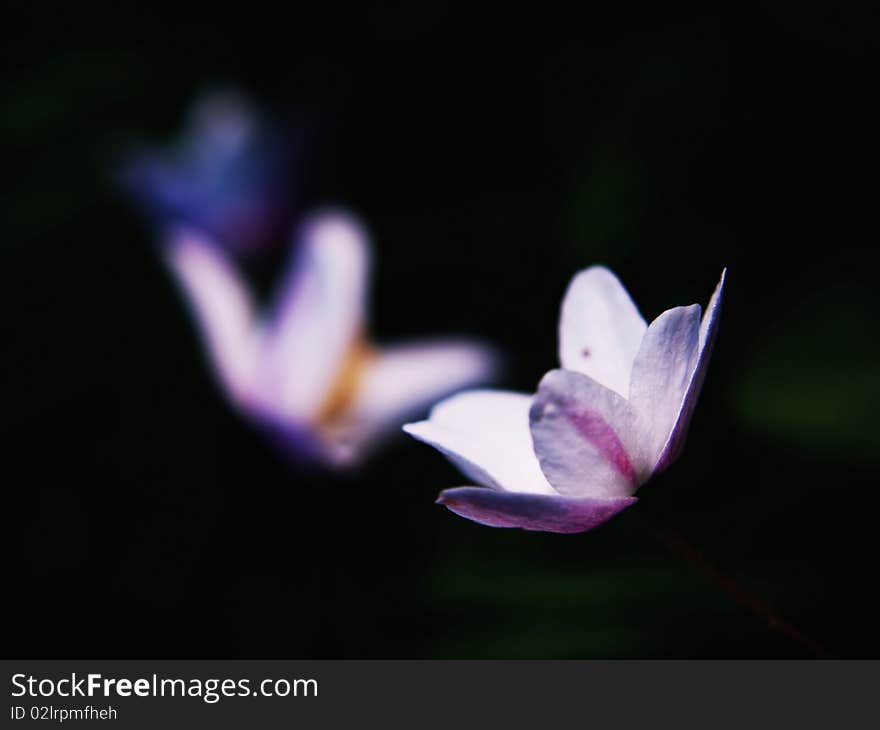 Little Anemones