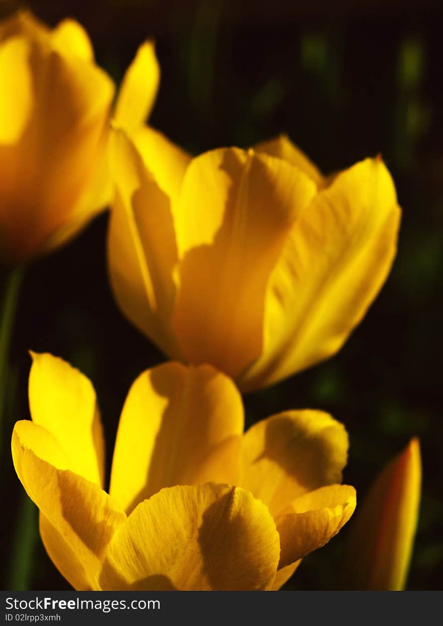 Yellow tulips