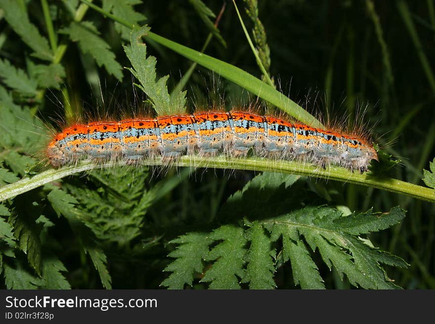 Buff-tip (Phalera bucephala) - Caterpillar on a plant