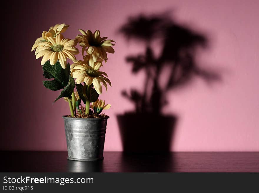 Yellow Flowers and shadow against a pink wall. Plenty of copy space. Yellow Flowers and shadow against a pink wall. Plenty of copy space.