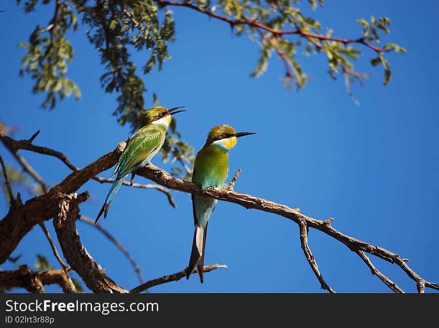 The Swallow-tailed Bee-eater (Merops hirundineus) is a near passerine bird in the bee-eater family Meropidae. Its colours and readily visible forked tail make this species unmistakable (South Africa).