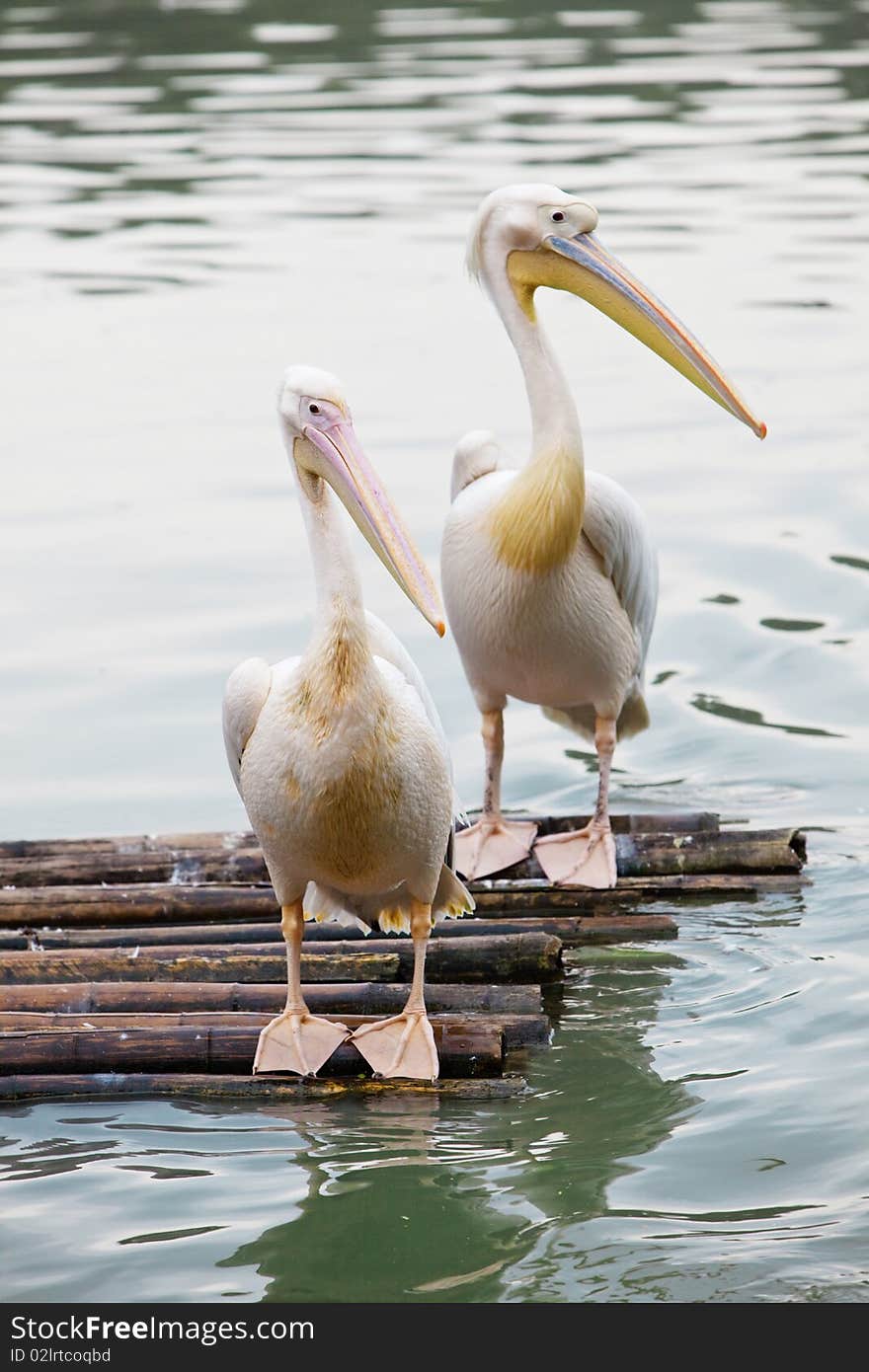 Two pelicans stand on a bamboo raft