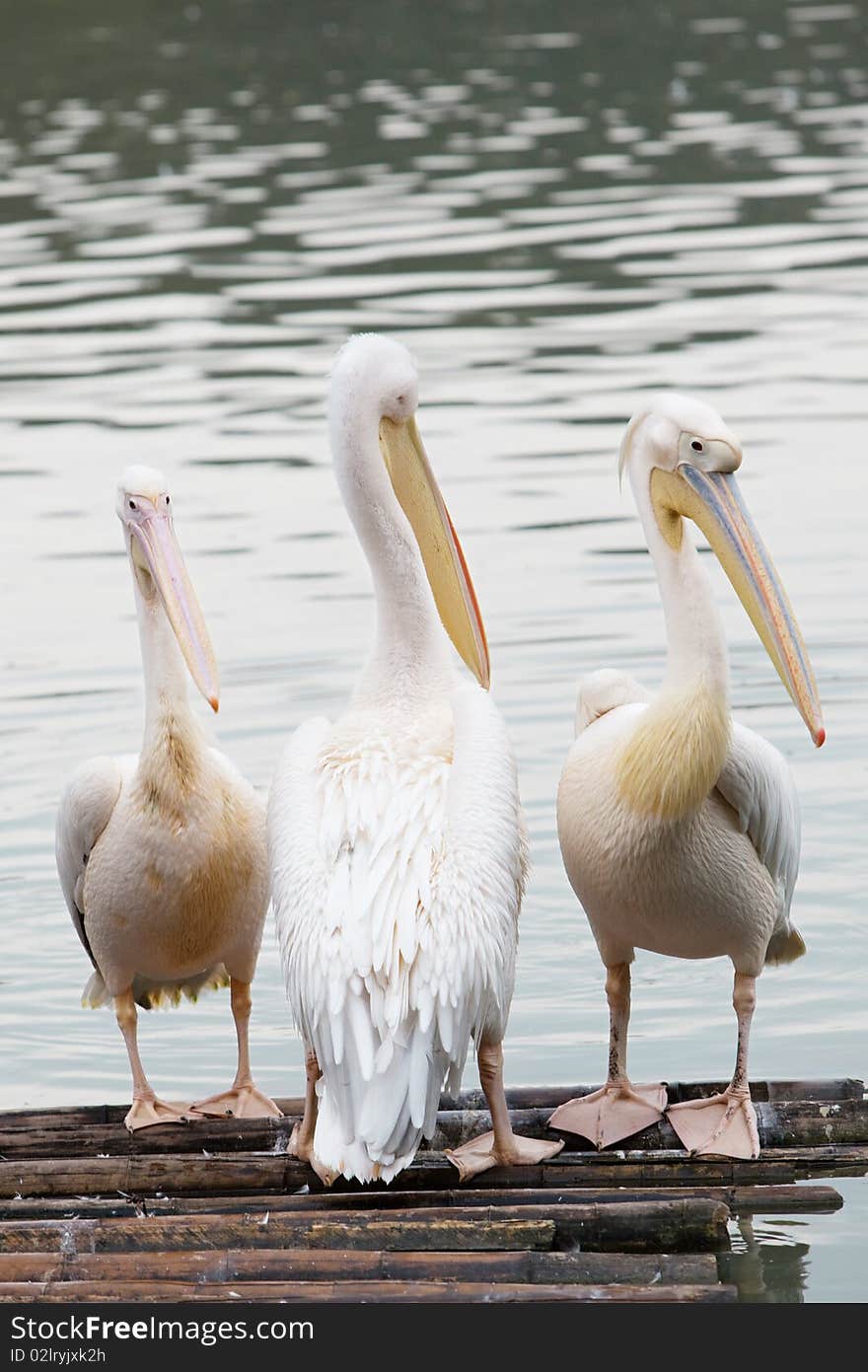 Three Pelicans Stand On A Bamboo Raft