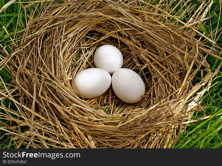 Nest forest bird