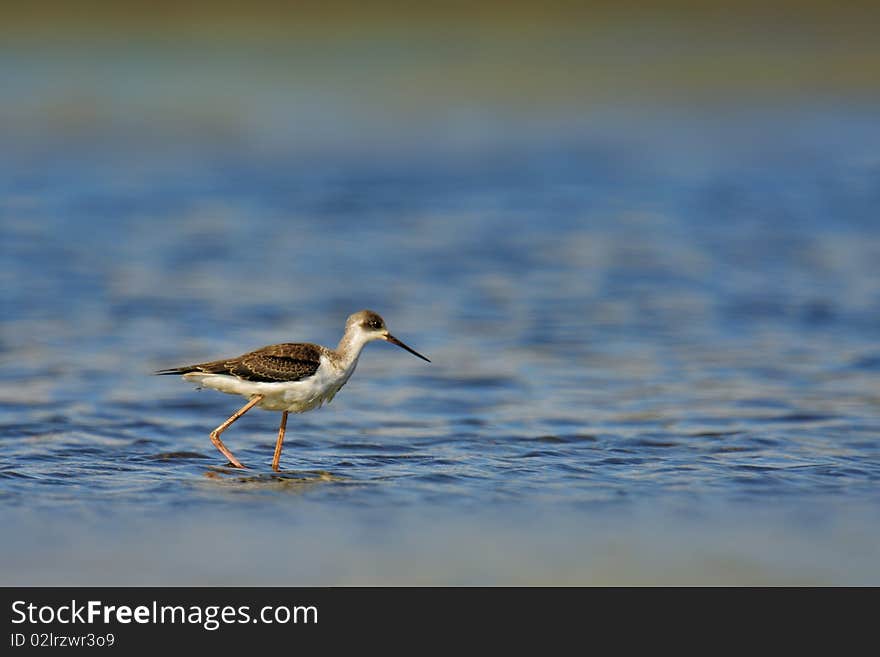 Bird with long legs looking for food in a salt lake. Bird with long legs looking for food in a salt lake