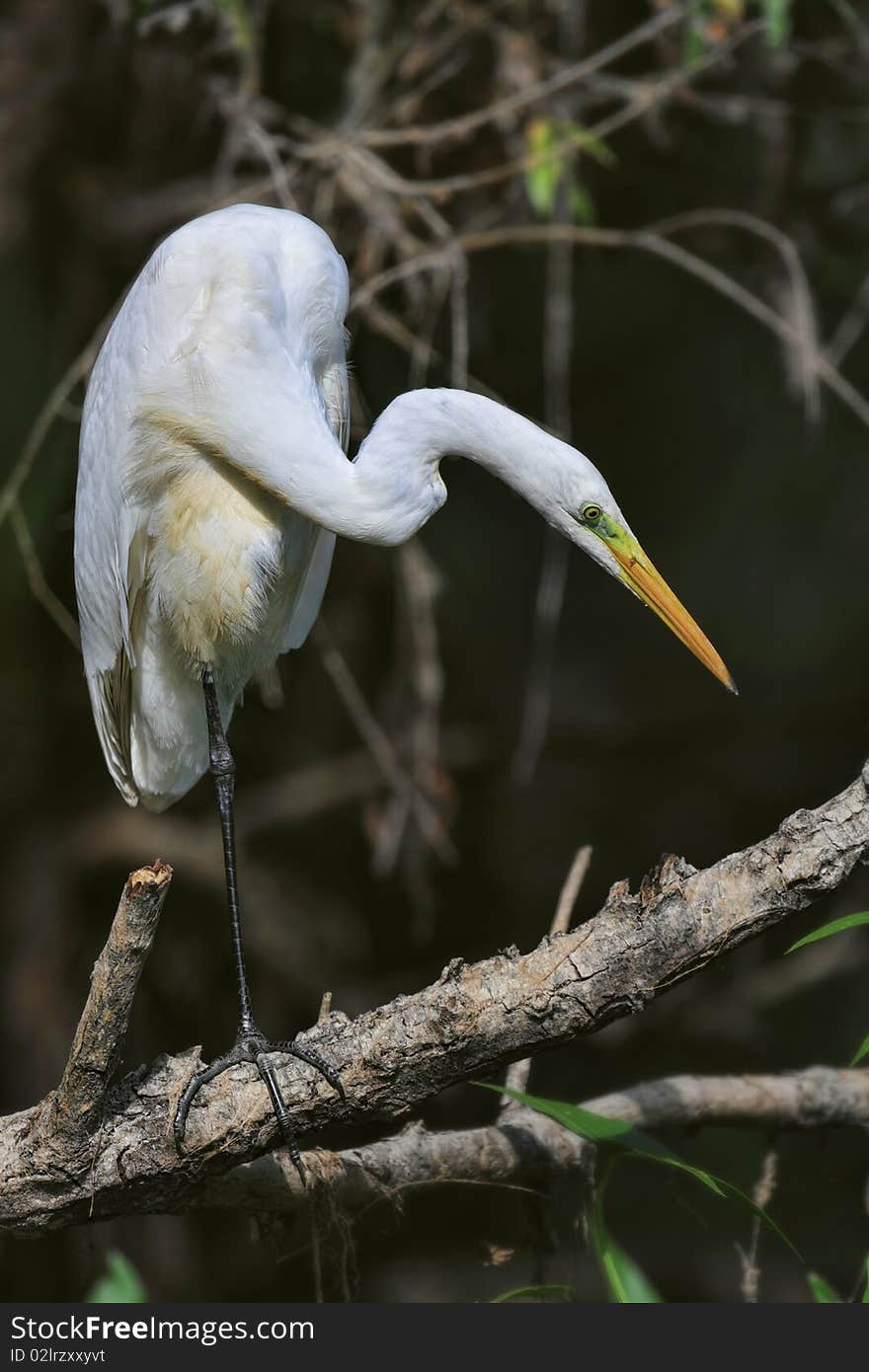 Great white egret