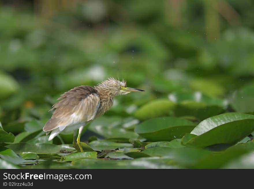 Little yellow heron shaking on the water lily in the summer