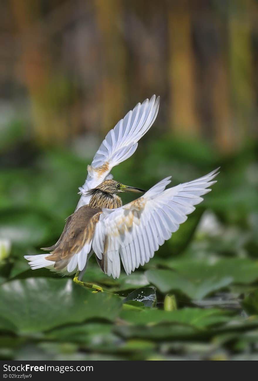 Little Yellow Heron On The Water Lily