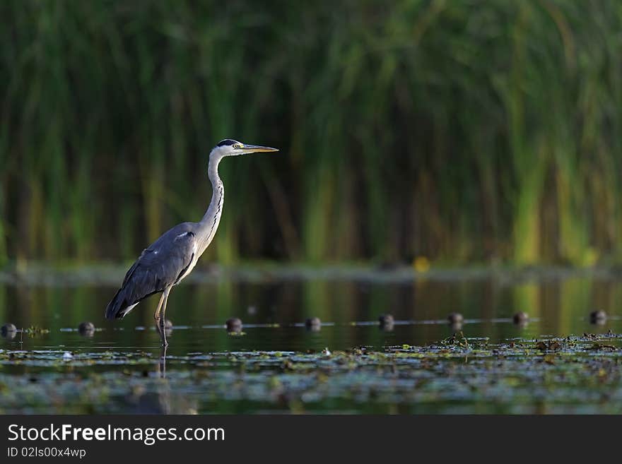 Grey heron sitting in the water in dusk