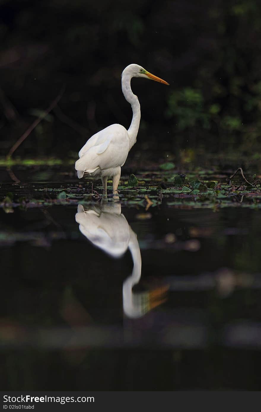 Reflection of great egret in water. Reflection of great egret in water