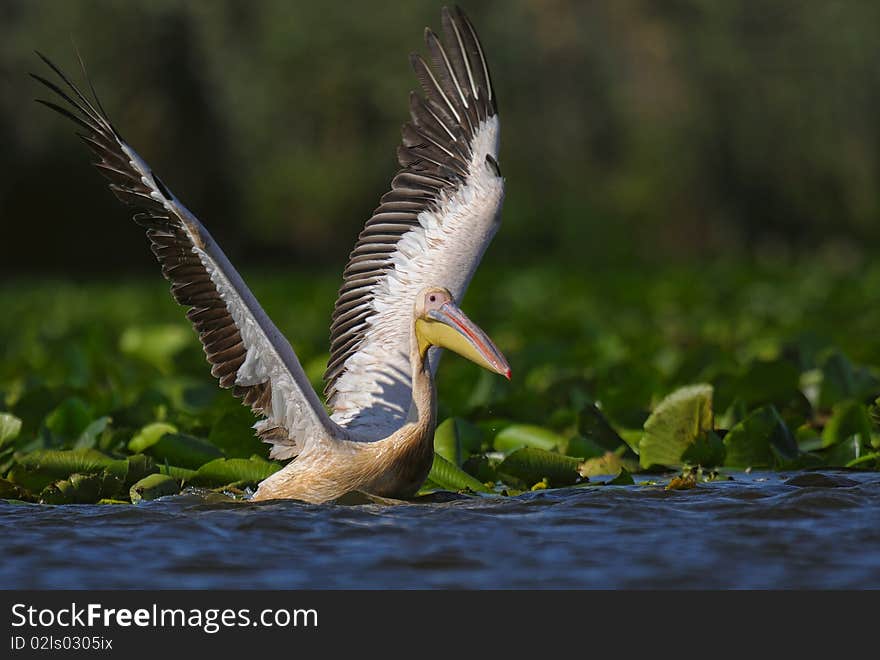 Comun pelican taking of between water lily