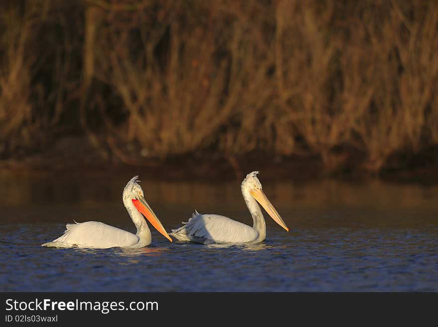 Couple of pelicans swimming in danube delta