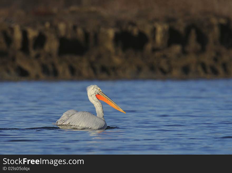 Lonely pelican