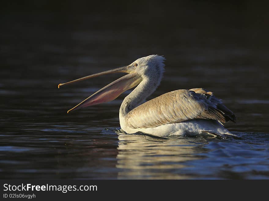 Pelican floating on the river in morning sunlight. Pelican floating on the river in morning sunlight