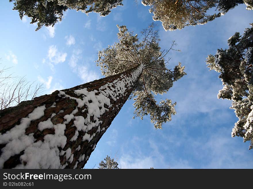 Snow covered tree