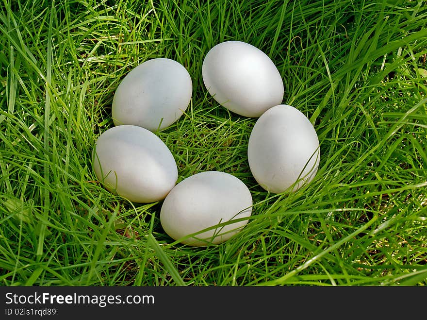 Chicken egg upon green grass