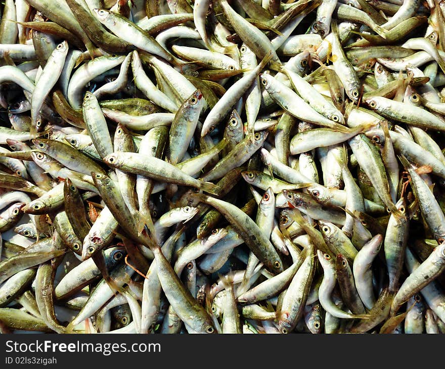 Picarel (fry) closeup at the local market