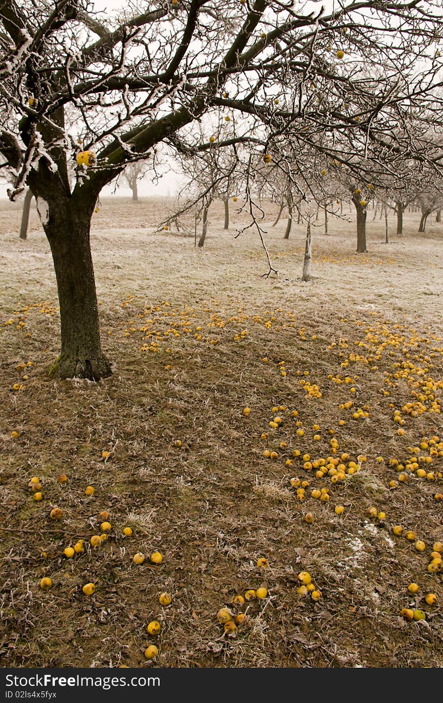 Bio apples collected on the ground under the apple trees in freezing winter