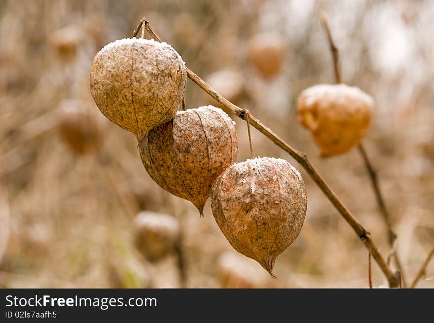 Three chinese lanterns (Physalis alkekengi, Bladder cherry; Japanese lantern; or Winter cherry). Three chinese lanterns (Physalis alkekengi, Bladder cherry; Japanese lantern; or Winter cherry)