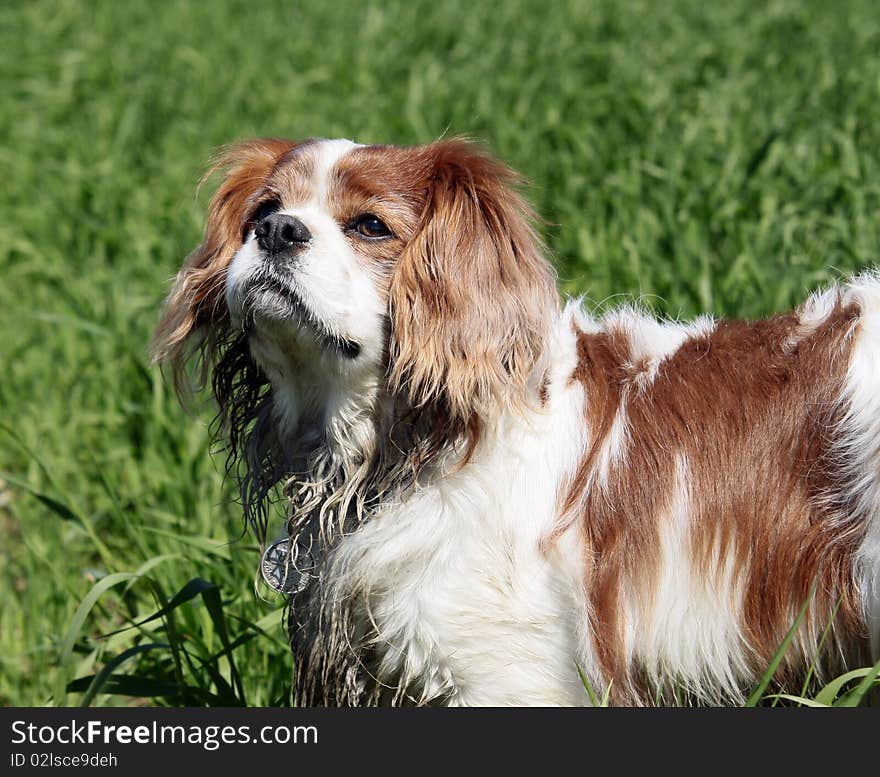 Cavalier King Charles Spaniel