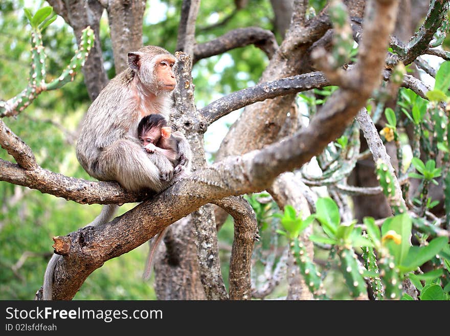 Mother monkey is protecting her child. They are on the tree. Mother monkey is protecting her child. They are on the tree.