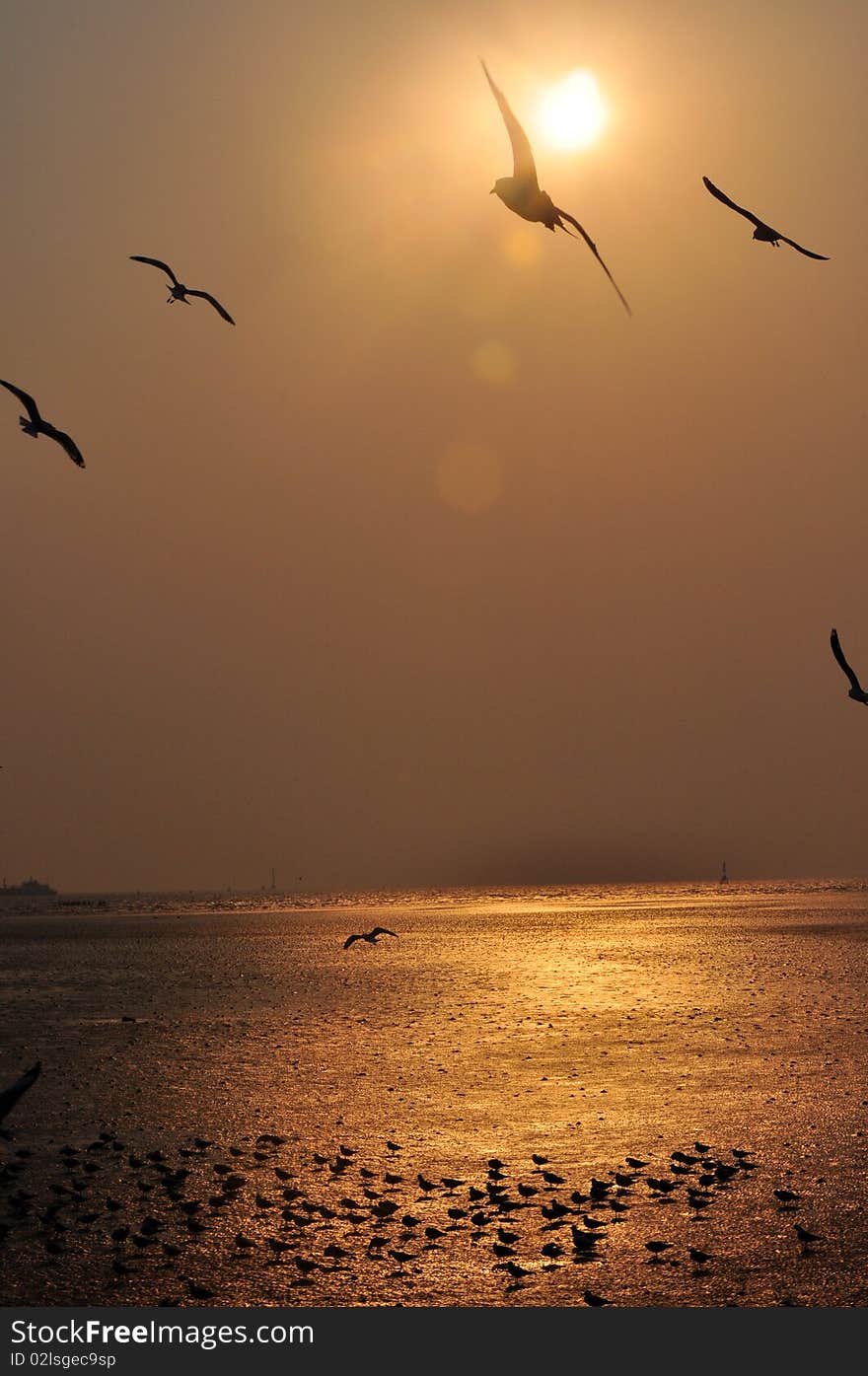 Bird On Sky