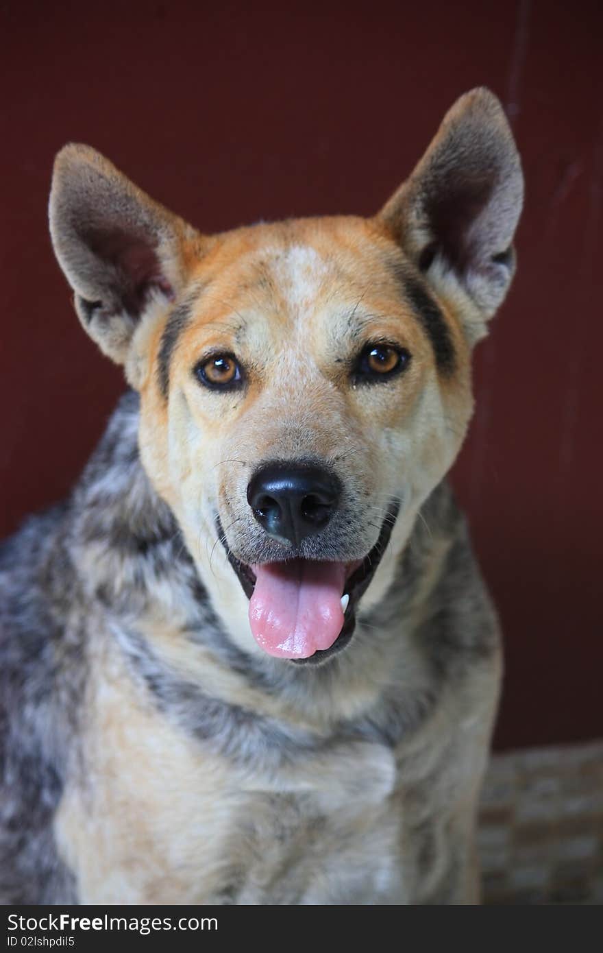 A Mixed breed dog