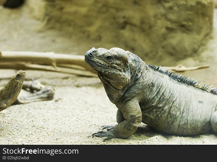 A Rhinocerus lguana in Schönbrunn the zoo of Vienna.