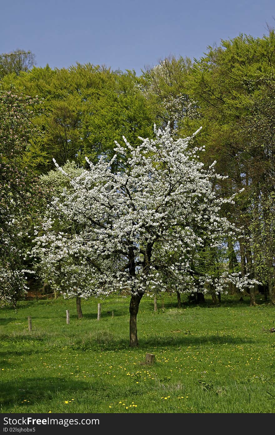 Cherry trees in spring, Hagen, Lower Saxony, Germany, Europe. Cherry trees in spring, Hagen, Lower Saxony, Germany, Europe